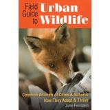 Field Guide To Urban Wildlife: Common Animals Of Cities & Suburbs How They Adapt & Thrive