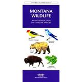 Denali Wildlife: A Folding Pocket Guide To The Wildlife Of Denali National Park & Denali State Park