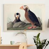 Gracie Oaks 'Pl 249 Tufted Auk' - Wrapped Canvas Print Canvas, Solid Wood in Black/Brown/Gray, Size 20.0 H x 16.0 W x 1.0 D in | Wayfair