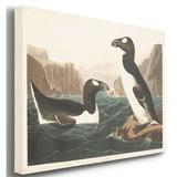 Gracie Oaks 'Pl 341 Great Auk' - Wrapped Canvas Print Metal in Black/Blue/Brown, Size 48.0 H x 32.0 W x 1.0 D in | Wayfair