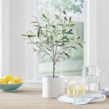 Potted Tabletop Olive Tree - Grandin Road