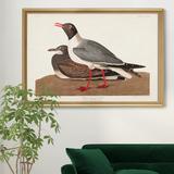 August Grove® Black Headed Gull - Picture Frame Print on Canvas Canvas, Solid Wood in Brown/Gray, Size 26.5 H x 36.5 W x 1.5 D in | Wayfair