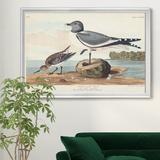 August Grove® Black Headed Gull - Picture Frame Print on Canvas Canvas, Solid Wood in Brown/Green, Size 26.5 H x 36.5 W x 1.5 D in | Wayfair