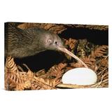 East Urban Home 'North Island Brown Kiwi Parent w/ Egg, New Zealand' Photographic Print, Wood in Brown/Gray, Size 12.0 H x 18.0 W x 1.5 D in Wayfair