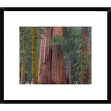 Global Gallery Giant Sequoia Trees, California by Tim Fitzharris - Picture Frame Photograph Print on Paper in Brown/Green | Wayfair