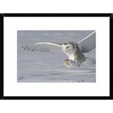 Global Gallery The White Hunter by Mircea Costina - Picture Frame Photograph Print on Paper in Gray, Size 18.0 H x 24.0 W x 1.5 D in | Wayfair