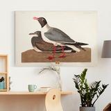 Gracie Oaks 'Pl 314 Black-Headed Gull' - Wrapped Canvas Print Canvas & Fabric in Black/Brown/Red, Size 12.0 H x 8.0 W x 1.0 D in | Wayfair