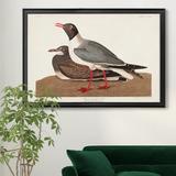 August Grove® Black Headed Gull - Picture Frame Print on Canvas Canvas, Solid Wood in Brown/Gray, Size 18.5 H x 24.5 W x 1.5 D in | Wayfair
