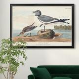 August Grove® Black Headed Gull - Picture Frame Print on Canvas Canvas, Solid Wood in Brown/Green, Size 30.5 H x 42.5 W x 1.5 D in | Wayfair
