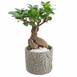 Primrue Ginseng Ficus Bonsai Live Indoor Plant In Tropico Leaf Ceramic Planter For Home, Work, Or Gift Ceramic in Gray | Wayfair