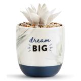 DEMDACO Home Fragrance Diffusers and Oil - White & Navy 'Dream Big' Succulent Oil Diffuser