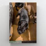 MentionedYou Black Pug On Brown Floor Tiles - 1 Piece Rectangle Graphic Art Print On Wrapped Canvas & Fabric in White | Wayfair CV_10032022_0016L