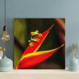 Gracie Oaks Green Tree Frog On Red Leaf - 1 Piece Square Graphic Art Print On Wrapped Canvas Metal in Black/Green/Red | Wayfair