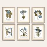 Buchoz Botanical Blue Art 31"x25" - Ballard Designs