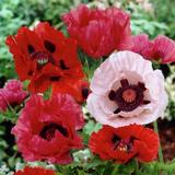Papaver orientale Roots - Mix - 6 Roots, Mixed, Eden Brothers