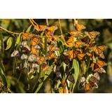 Gracie Oaks USA California San Luis Obispo County Clustering Monarch Butterflies On Branches Credit As: Cathy in Black/Orange | Wayfair