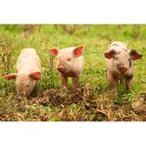 Gracie Oaks Cute Little Piglets - Wrapped Canvas Photograph Canvas, Wood in White, Size 8.0 H x 12.0 W x 1.25 D in | Wayfair