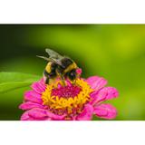 Gracie Oaks Bumblebee by Lunamarina - Wrapped Canvas Photograph Canvas, Wood in Green/Pink, Size 8.0 H x 12.0 W x 1.25 D in | Wayfair