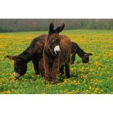 Gracie Oaks Donkeys in Meadow by Dmitry_Grebenyuk - Wrapped Canvas Photograph Canvas, Wood in Brown/Green/Yellow, Size 8.0 H x 12.0 W x 1.25 D in
