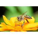 Gracie Oaks Honey Bee Eating by Dykyostudio - Wrapped Canvas Photograph Canvas, Wood in White, Size 24.0 H x 36.0 W x 1.25 D in | Wayfair