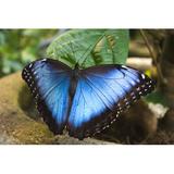 Gracie Oaks Butterfly (Morpho Peleides) by Ania_M - Wrapped Canvas Photograph Canvas, Wood in Blue/Green, Size 8.0 H x 12.0 W x 1.25 D in | Wayfair