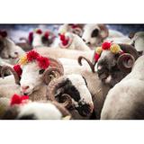 Gracie Oaks Sheeps by Ahmet_Ozgur - Wrapped Canvas Photograph Canvas, Wood in Brown/White, Size 12.0 H x 18.0 W x 1.25 D in | Wayfair