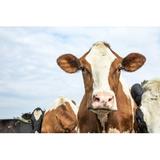 Gracie Oaks Head of a Cow by Clara Bastian - Wrapped Canvas Photograph Canvas, Wood in Blue/Brown/White, Size 12.0 H x 18.0 W x 1.25 D in | Wayfair