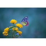 Gracie Oaks Jezebel Butterfly Sitting by Robbie Ross - Wrapped Canvas Photograph Canvas, Wood in Blue/Yellow, Size 20.0 H x 30.0 W x 1.25 D in