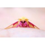Gracie Oaks Rosy Maple Moth by Heather Burditt - Wrapped Canvas Photograph Canvas, Wood in Pink/Yellow, Size 24.0 H x 36.0 W x 1.25 D in | Wayfair