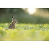 Gracie Oaks European Brown Hare by Jamie_Hall - Wrapped Canvas Photograph Canvas, Wood in Brown/Green, Size 20.0 H x 30.0 W x 1.25 D in | Wayfair