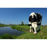 Gracie Oaks Dutch Cow & Windmill - Wrapped Canvas Photograph Canvas, Wood in Blue/Green, Size 20.0 H x 30.0 W x 1.25 D in | Wayfair