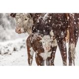 Gracie Oaks Cow & Calf by Alemoraes244 - Wrapped Canvas Photograph Metal in Brown/White, Size 32.0 H x 48.0 W x 1.25 D in | Wayfair