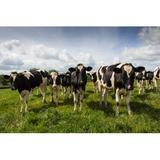 Gracie Oaks Young Dairy Cows by Deb Drury - Wrapped Canvas Photograph Canvas, Wood in Blue/Green, Size 12.0 H x 18.0 W x 1.25 D in | Wayfair