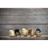 Gracie Oaks Little Kid Chick by Maya23K - Wrapped Canvas Photograph Canvas, Wood in Brown/Yellow, Size 20.0 H x 30.0 W x 1.25 D in | Wayfair