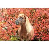 Gracie Oaks Pony Portrait - Wrapped Canvas Photograph Canvas, Wood in Red, Size 8.0 H x 12.0 W x 1.25 D in | Wayfair