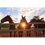Gracie Oaks Horses at Sunset by Oxime - Wrapped Canvas Photograph Canvas, Wood in White, Size 24.0 H x 36.0 W x 1.25 D in | Wayfair