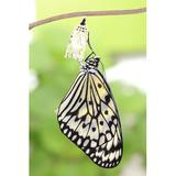 Gracie Oaks Butterfly Change Form Chrysalis by Ryanking999 - Wrapped Canvas Photograph Canvas, Wood in Green, Size 12.0 H x 8.0 W x 1.25 D in