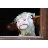Gracie Oaks Portrait of a Cow by Pampalini Wrapped Canvas Photograph Canvas, Wood in Black/Brown/White, Size 8.0 H x 12.0 W x 1.25 D in | Wayfair