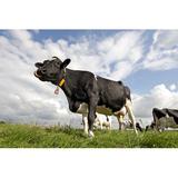 Gracie Oaks Cow Standing by Steeric - Wrapped Canvas Photograph Canvas, Wood in Black/Blue/Green, Size 8.0 H x 12.0 W x 1.25 D in | Wayfair