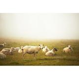Gracie Oaks Sheep on Farm by Chalabala - Wrapped Canvas Photograph Canvas, Wood in Gray/Green, Size 20.0 H x 30.0 W x 1.25 D in | Wayfair