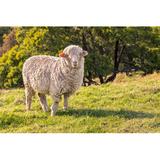 Gracie Oaks Curious Merino Sheep by Patrikstedrak - Wrapped Canvas Photograph Canvas, Wood in Green, Size 20.0 H x 30.0 W x 1.25 D in | Wayfair