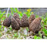 Gracie Oaks Morels by a Stream by Fotoco-Istock - Wrapped Canvas Photograph Canvas, Wood in Brown/Green, Size 12.0 H x 18.0 W x 1.25 D in | Wayfair