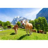 Gracie Oaks Herd of Cows by Serrnovik - Wrapped Canvas Photograph Canvas, Wood in Blue/Green, Size 20.0 H x 30.0 W x 1.25 D in | Wayfair
