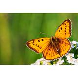 Gracie Oaks Butterfly on White Flowers by Yanikap - Wrapped Canvas Photograph Canvas, Wood in Green/Yellow, Size 20.0 H x 30.0 W x 1.25 D in Wayfair