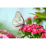 Gracie Oaks Butterfly Sits on Flowers by Yanikap - Wrapped Canvas Photograph Canvas, Wood in Green/Pink/White, Size 12.0 H x 18.0 W x 1.25 D in