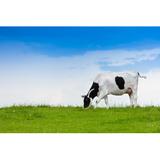 Gracie Oaks Cow Eating Grass - Wrapped Canvas Photograph Canvas, Wood in White, Size 24.0 H x 36.0 W x 1.25 D in | Wayfair
