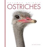 Ostriches