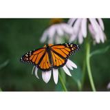 Gracie Oaks Monarch Butterfly - Danaus Plexippus by Martinmachnowski - Wrapped Canvas Photograph Canvas, Wood in Brown/Green/White | Wayfair