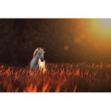 Gracie Oaks White Horse Run Forward - Wrapped Canvas Photograph Canvas, Wood in Black/Orange, Size 8.0 H x 12.0 W x 1.25 D in | Wayfair