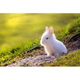 Gracie Oaks Cute White Little Rabbit Peeking out of Hole by Pixtawan - Wrapped Canvas Photograph Canvas, Wood in Green/White | Wayfair